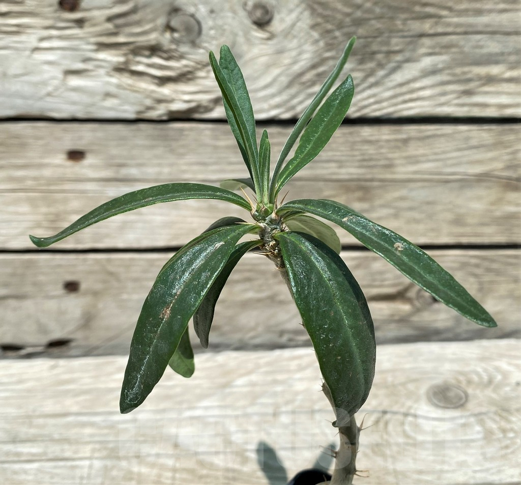 SH11213 Pachypodium succulentum