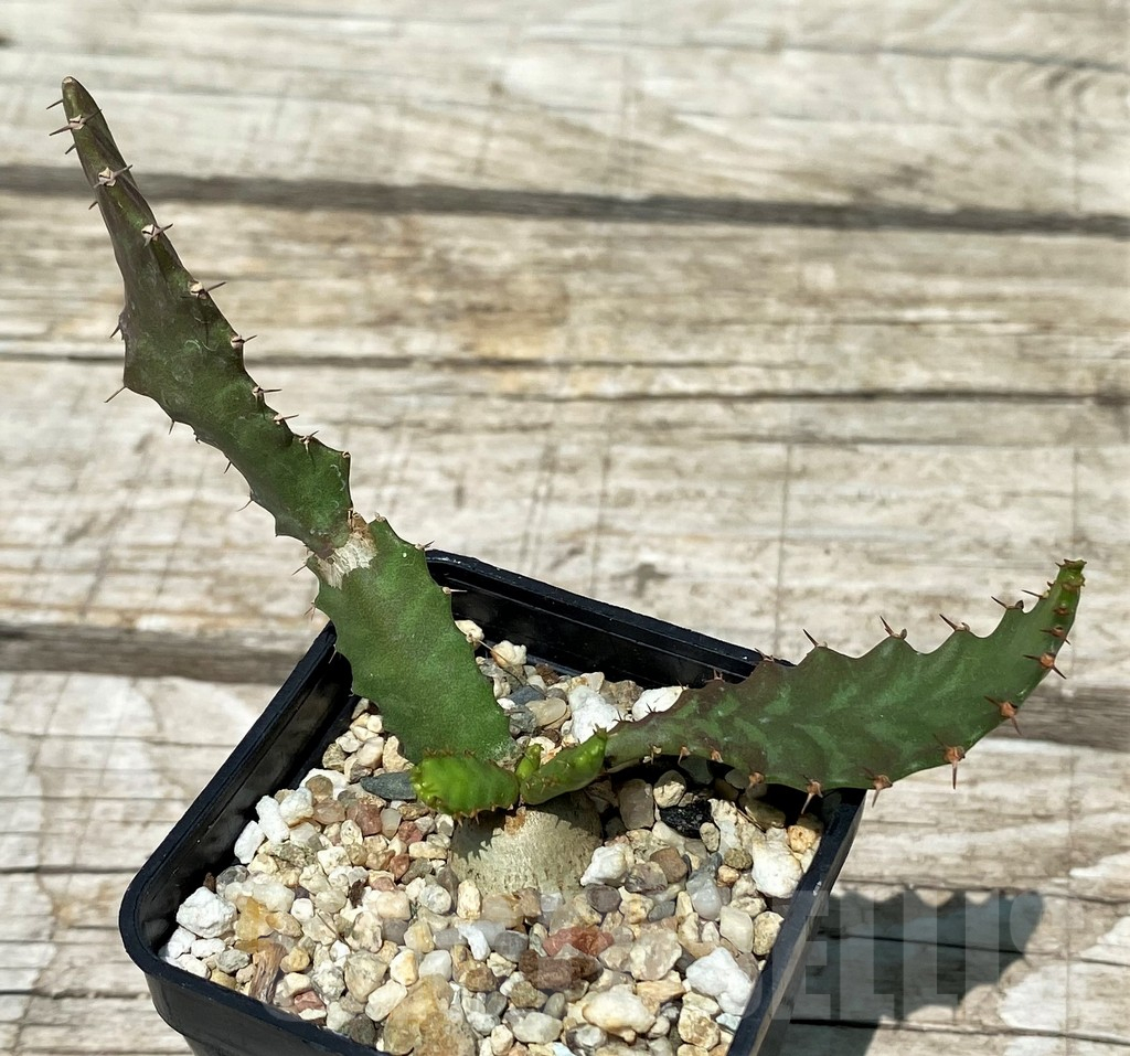 SH11234 Euphorbia stellata