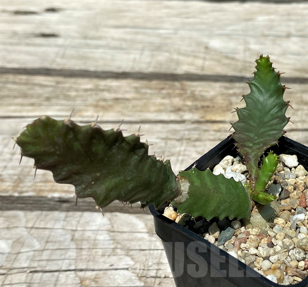 SH11234 Euphorbia stellata - Image 2