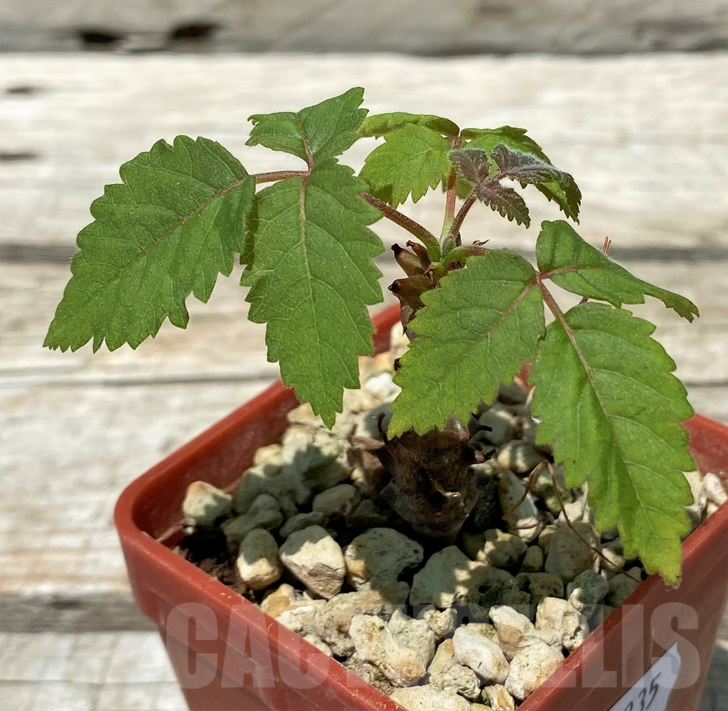 SH11235 Beiselia mexicana