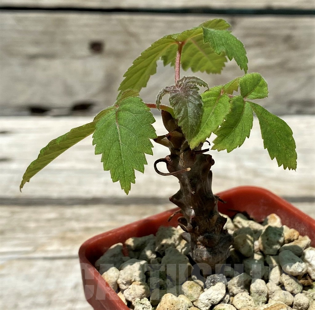 SH11235 Beiselia mexicana - Image 2