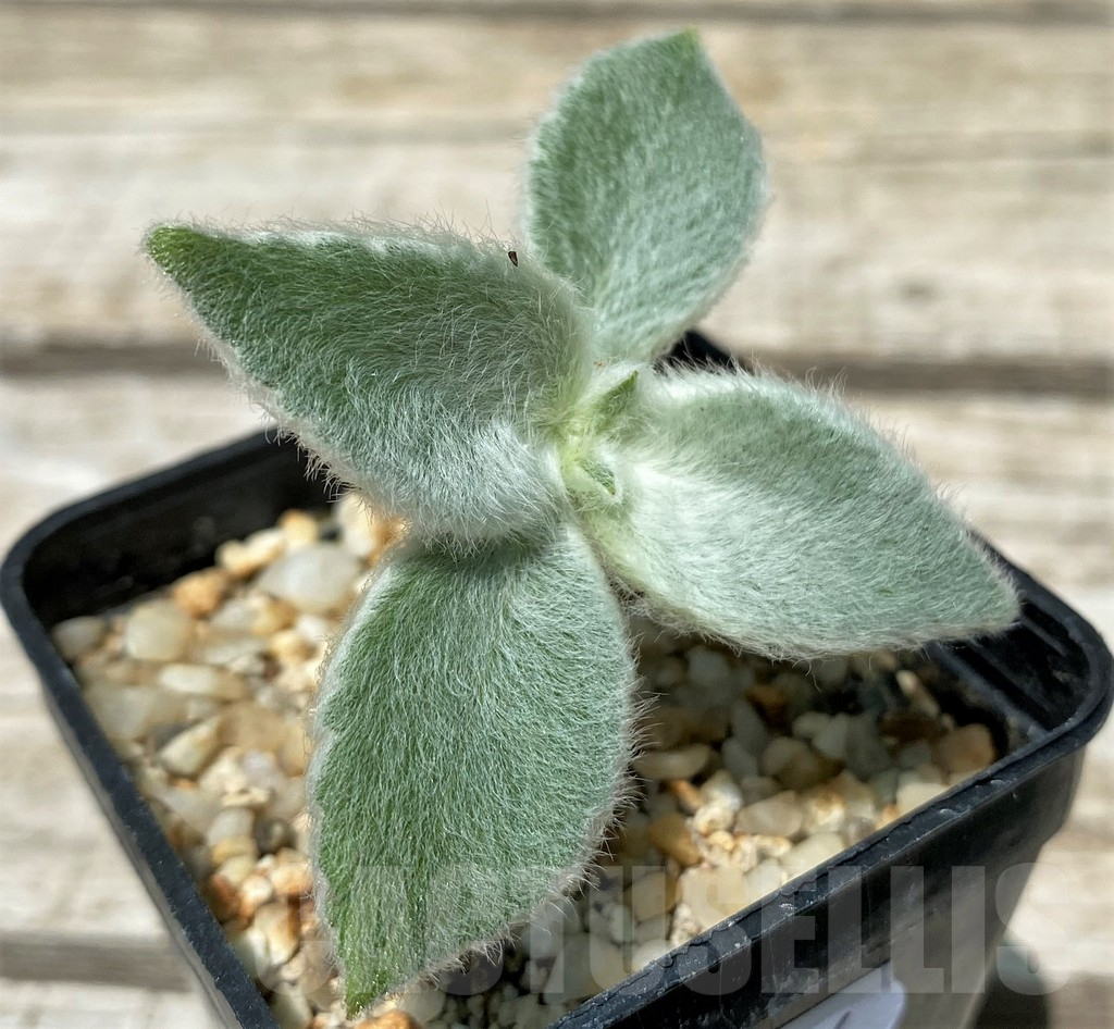 SH11236 Sinningia leucotricha