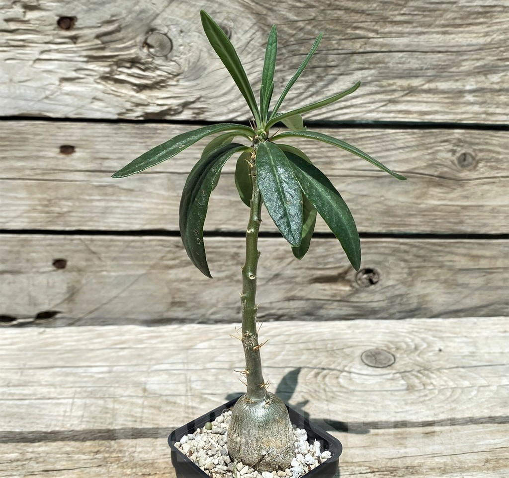 SH11213 Pachypodium succulentum - Image 2