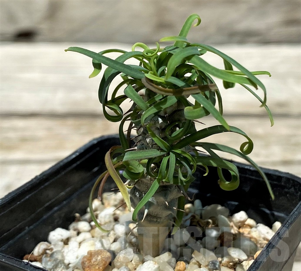 SH11237 Euphorbia gottlebei - Image 2