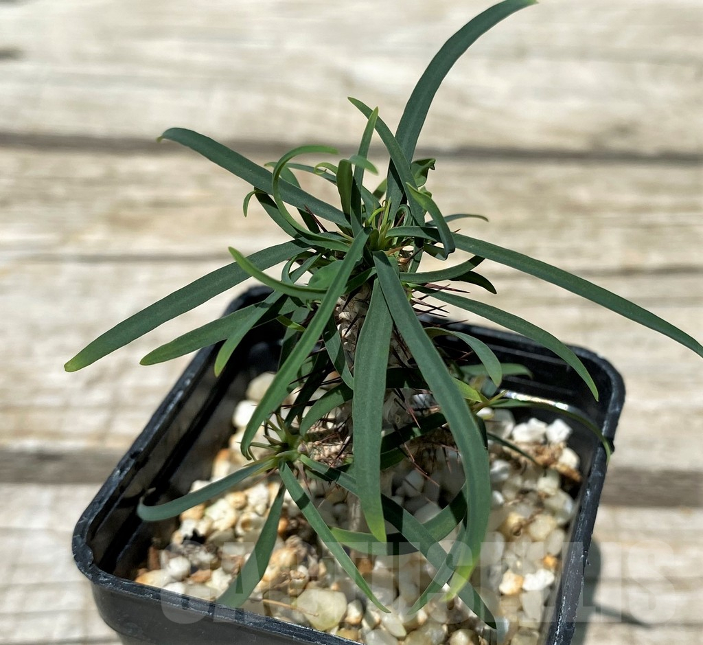 SH11238 Euphorbia gottlebei - Image 2