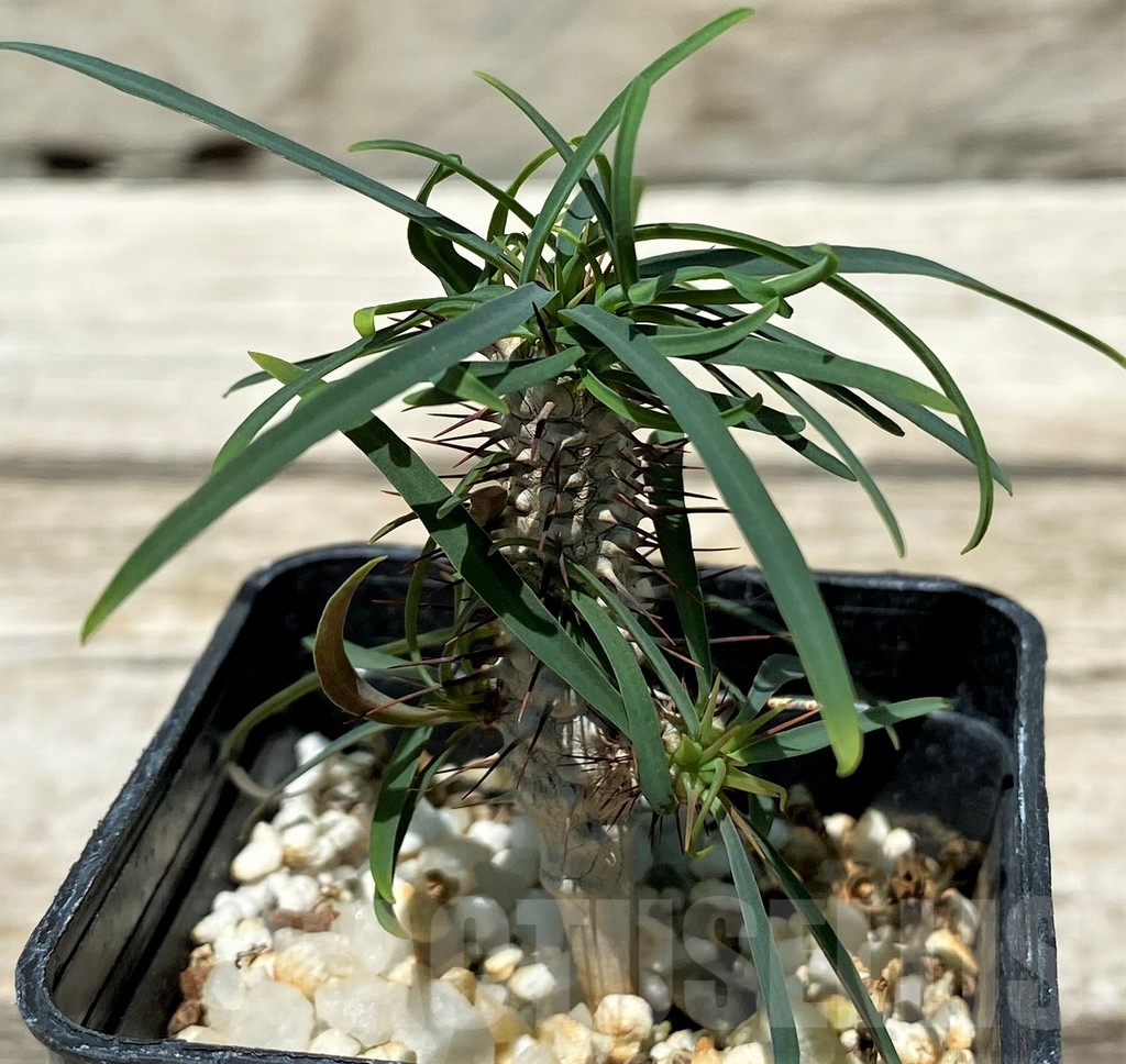 SH11238 Euphorbia gottlebei