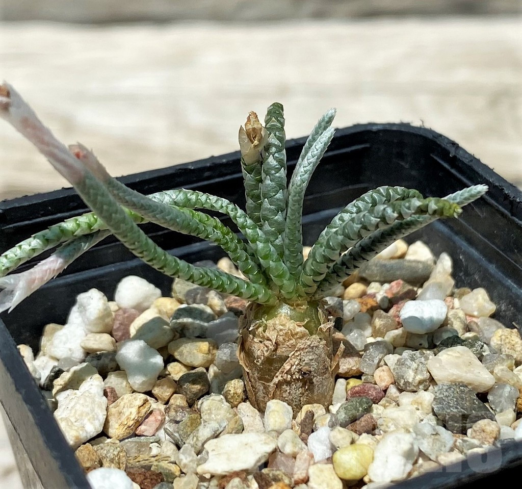 SH11241 Avonia alstonii, pink flower