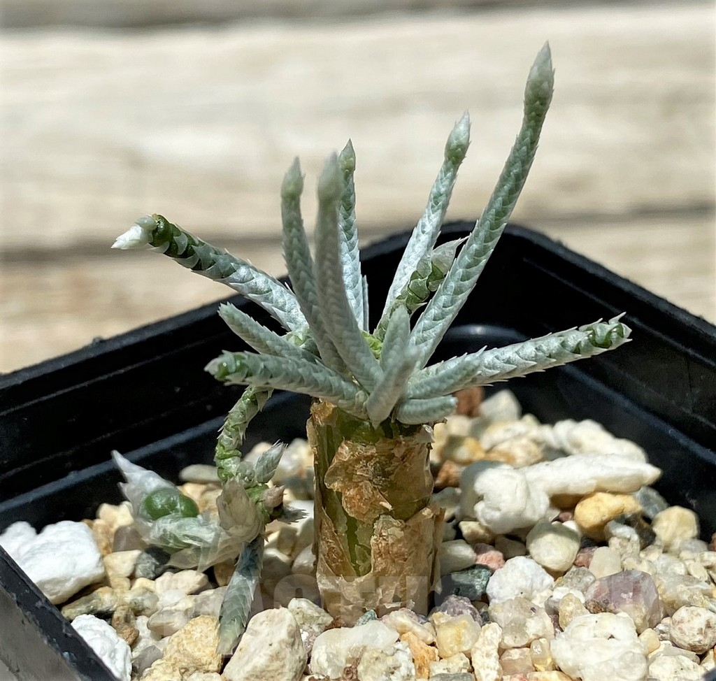 SH11242 Avonia alstonii, pink flower