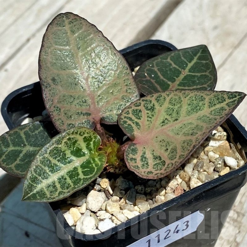 SH11243 Euphorbia francoisii hybrid