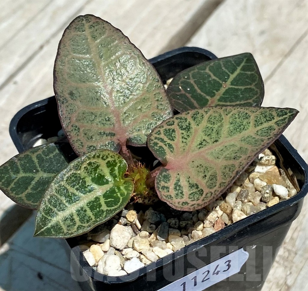 SH11243 Euphorbia francoisii hybrid