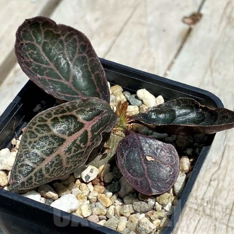 SH11244 Euphorbia francoisii hybrid