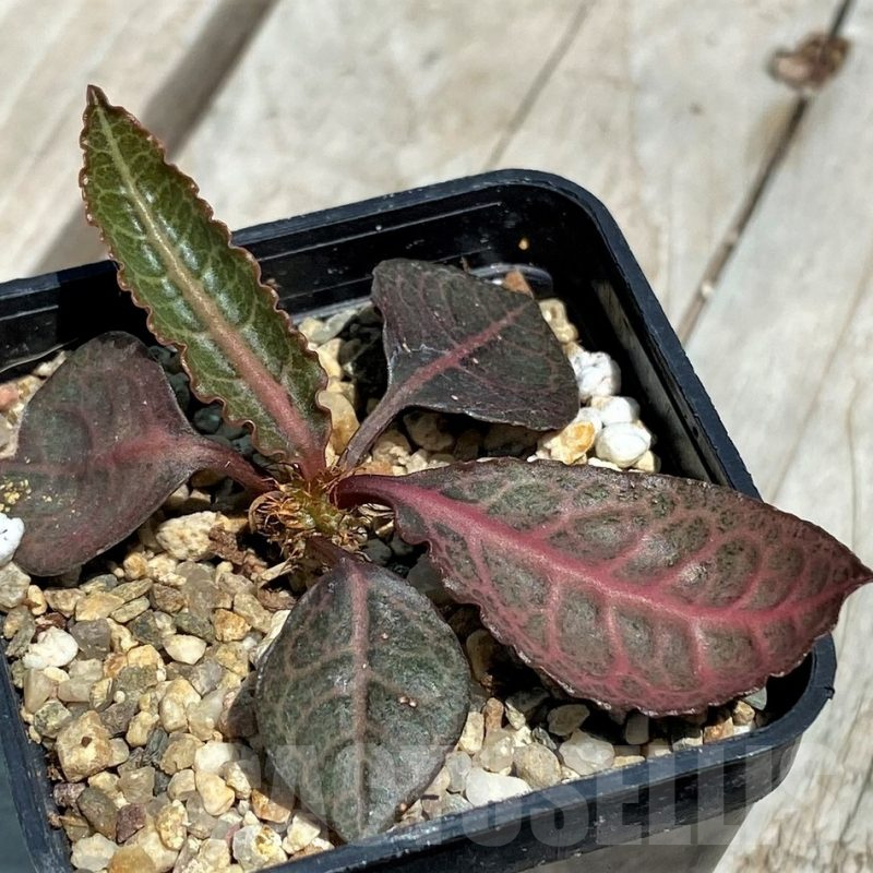 SH11245 Euphorbia francoisii hybrid