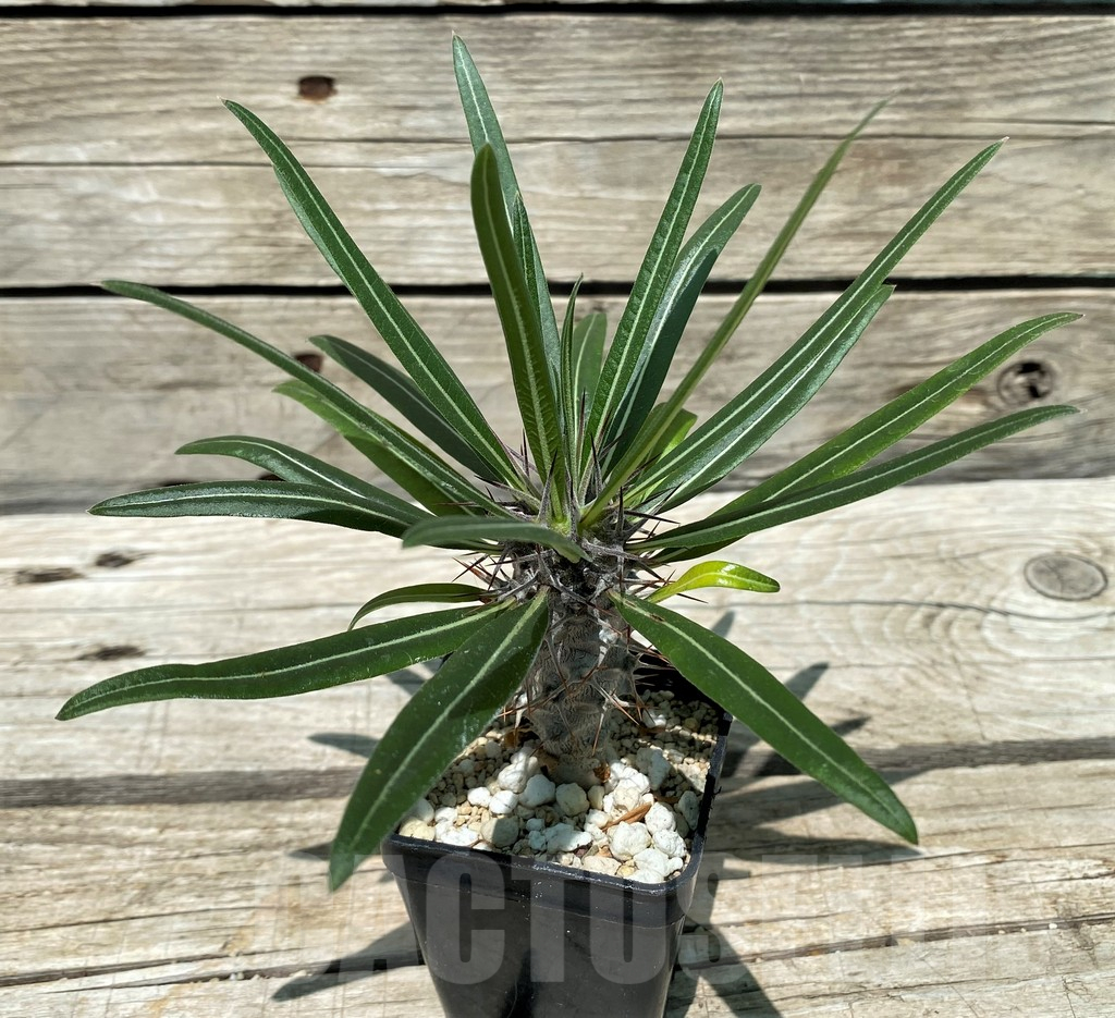 SH11214 Pachypodium lamerei