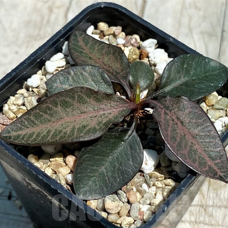 SH11247 Euphorbia francoisii hybrid