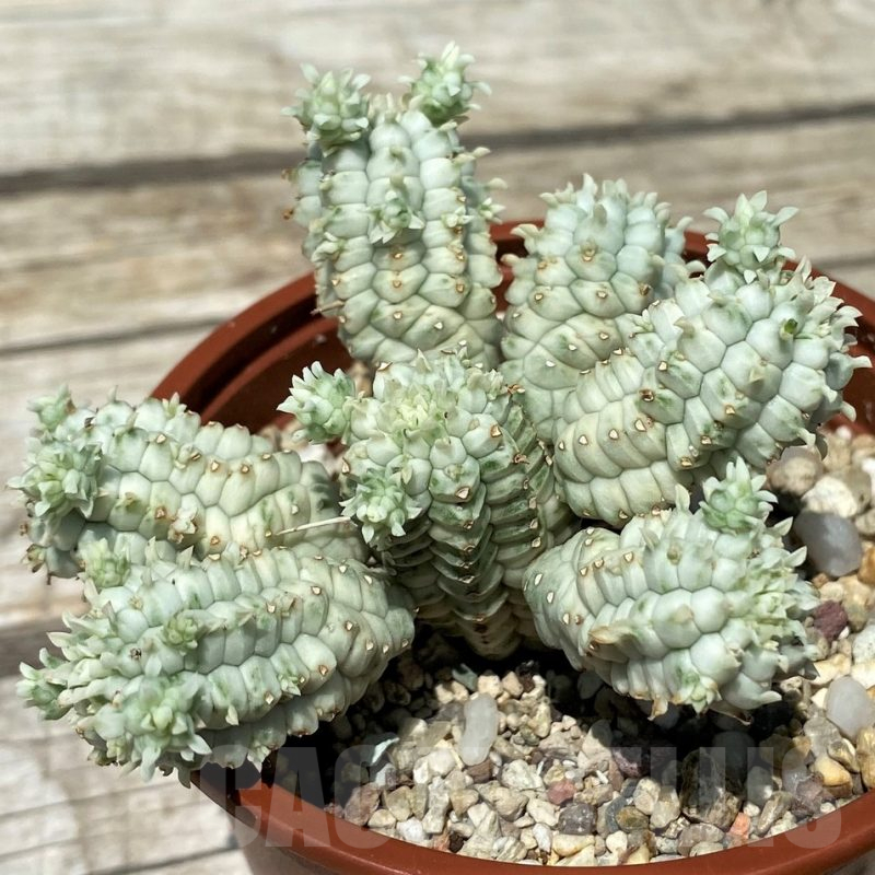 SH11248 Euphorbia mammillaris f. variegata