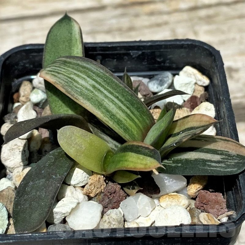 SH11249 Gasteria hybrid f. variegata