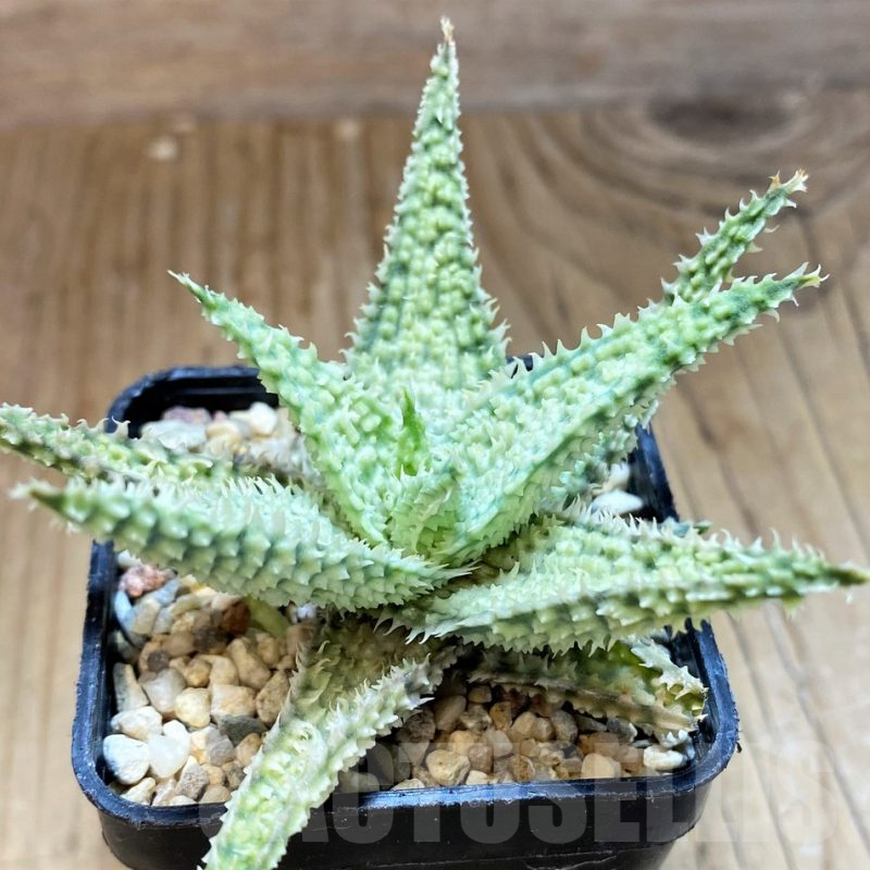 SH11388 Aloe TCT hybrid