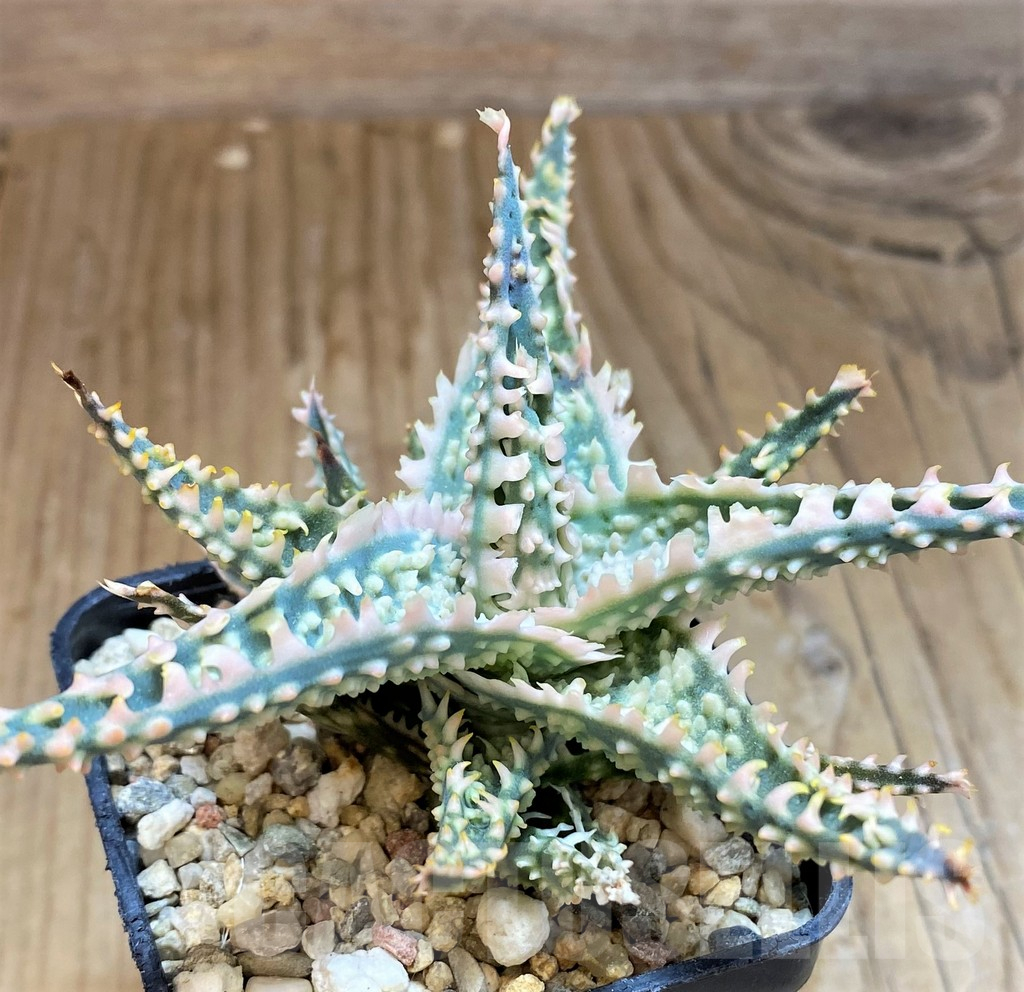 SH11390 Aloe TCT hybrid - Image 2