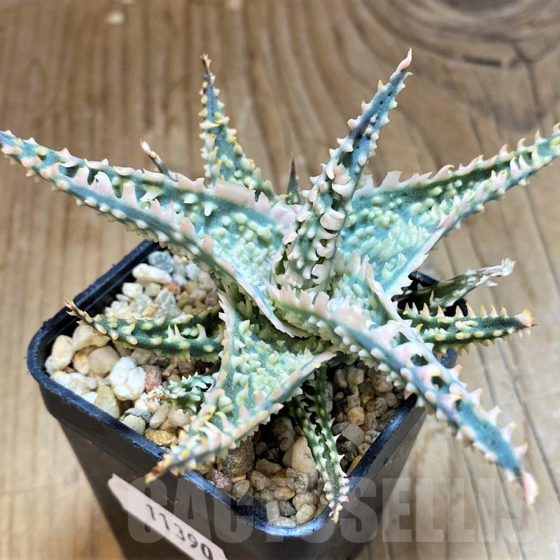 SH11390 Aloe TCT hybrid