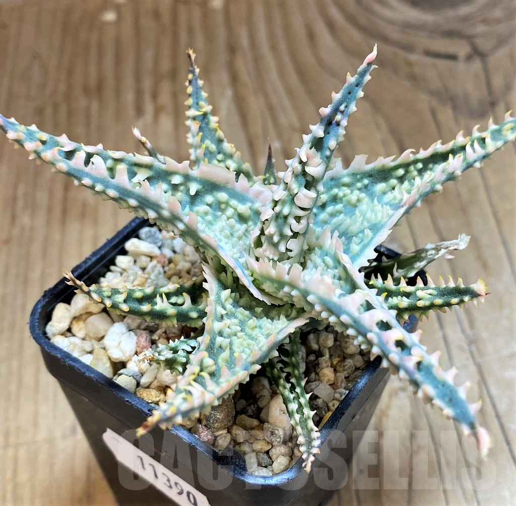 SH11390 Aloe TCT hybrid