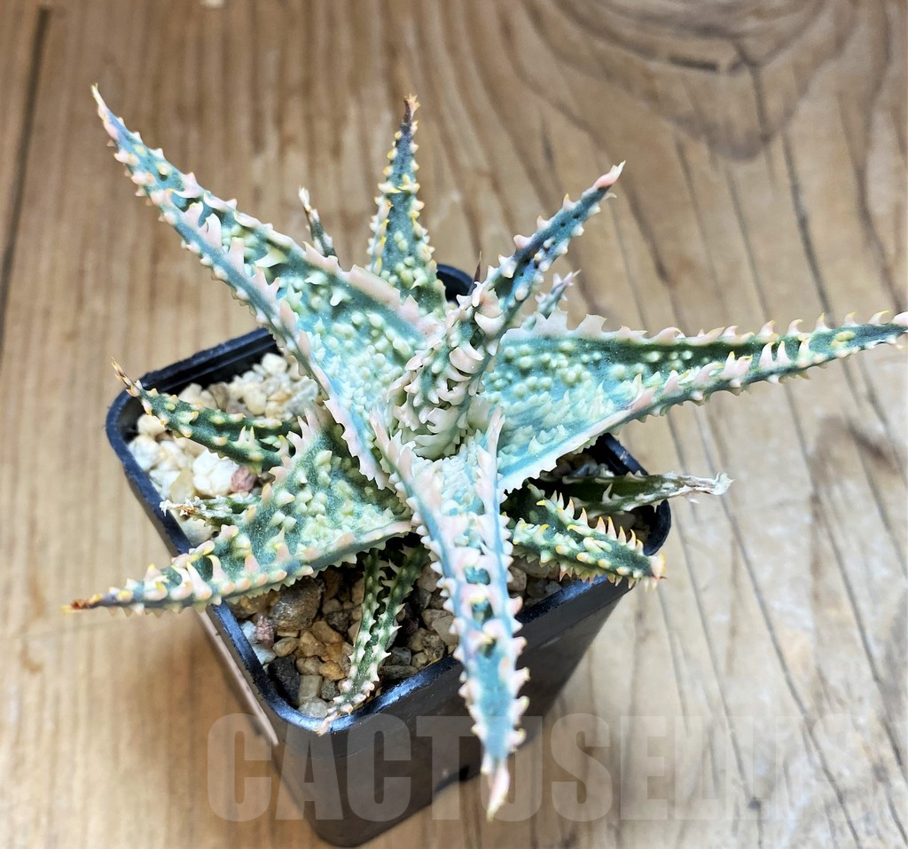 SH11390 Aloe TCT hybrid - Image 3