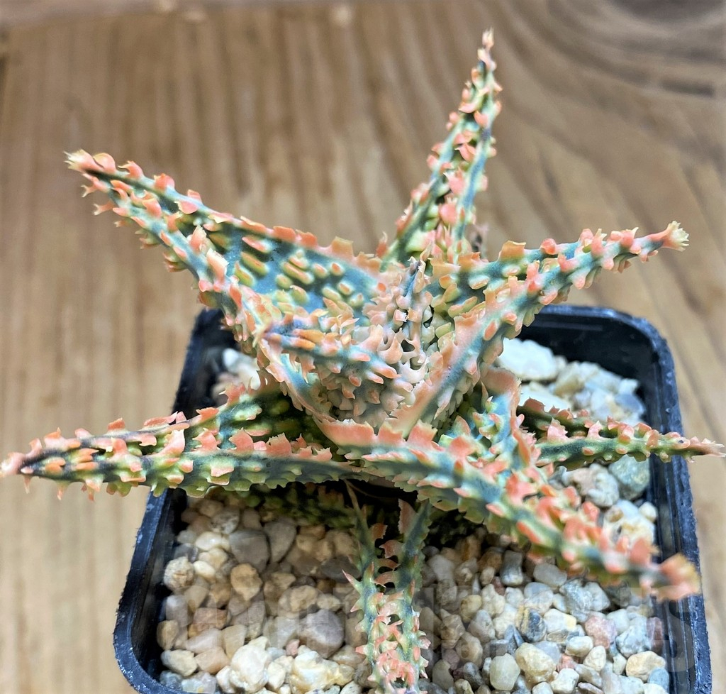 SH11391 Aloe TCT hybrid - Image 2