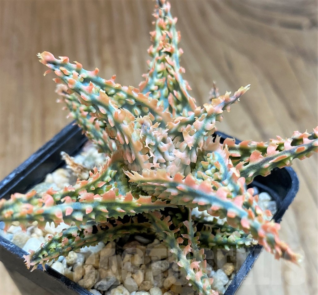 SH11391 Aloe TCT hybrid
