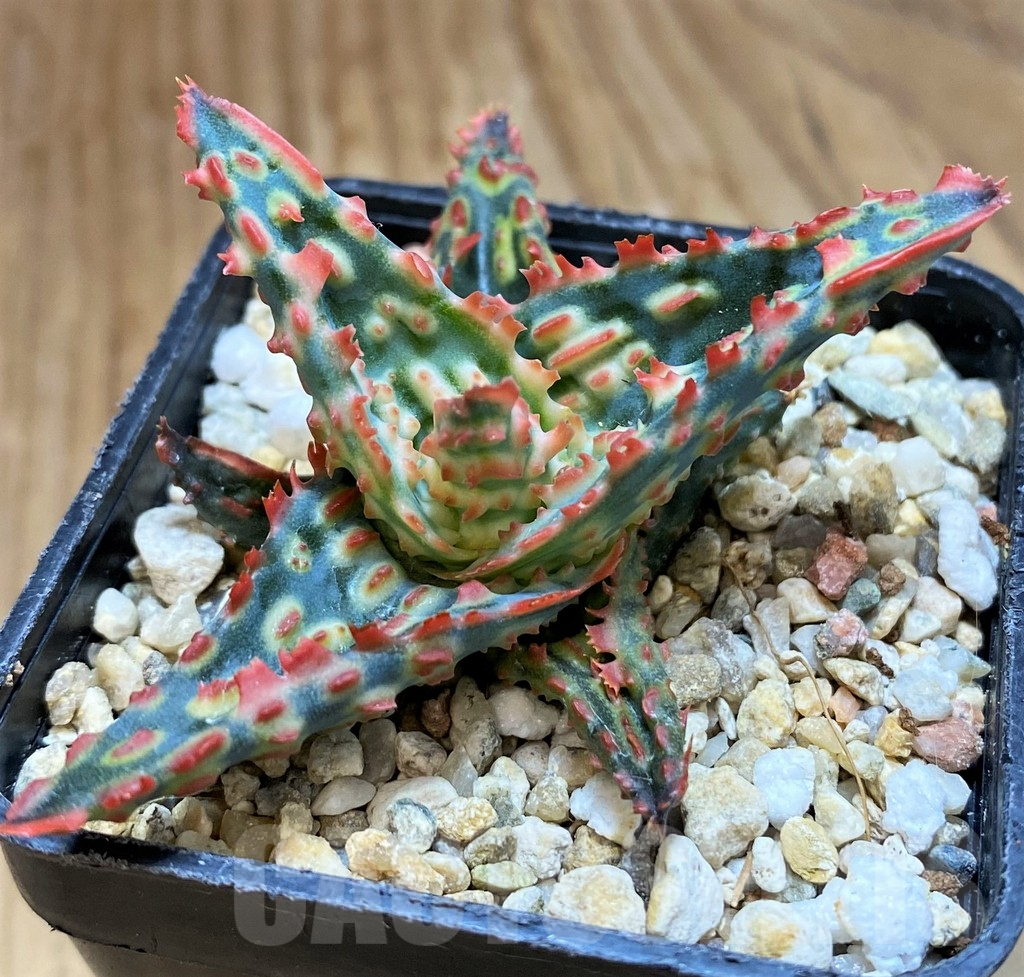 SH11392 Aloe TCT hybrid