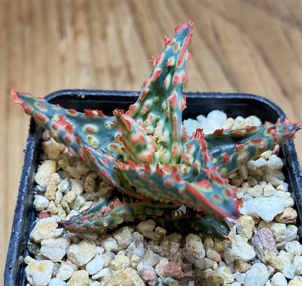 SH11392 Aloe TCT hybrid - immagine 2