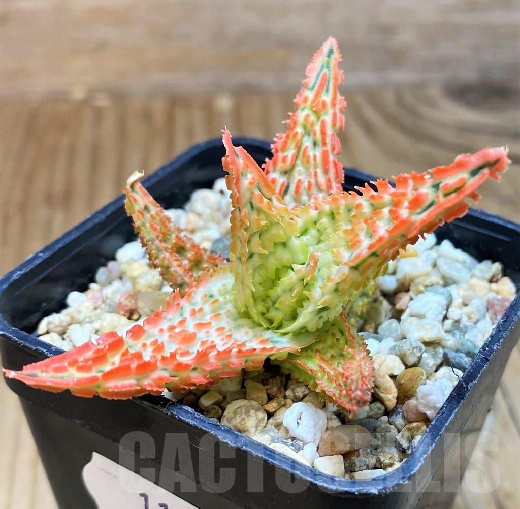 SH11393 Aloe TCT hybrid