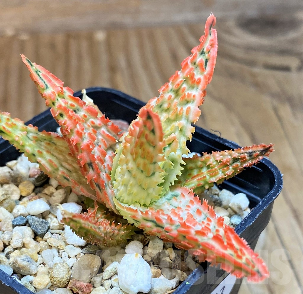 SH11393 Aloe TCT hybrid - immagine 2