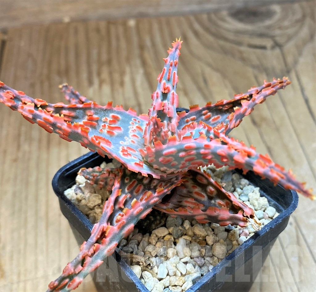 SH11394 Aloe TCT hybrid - immagine 2