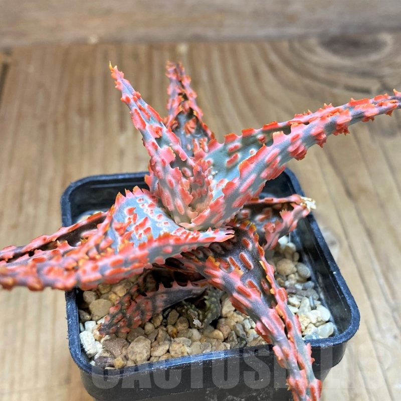 SH11394 Aloe TCT hybrid