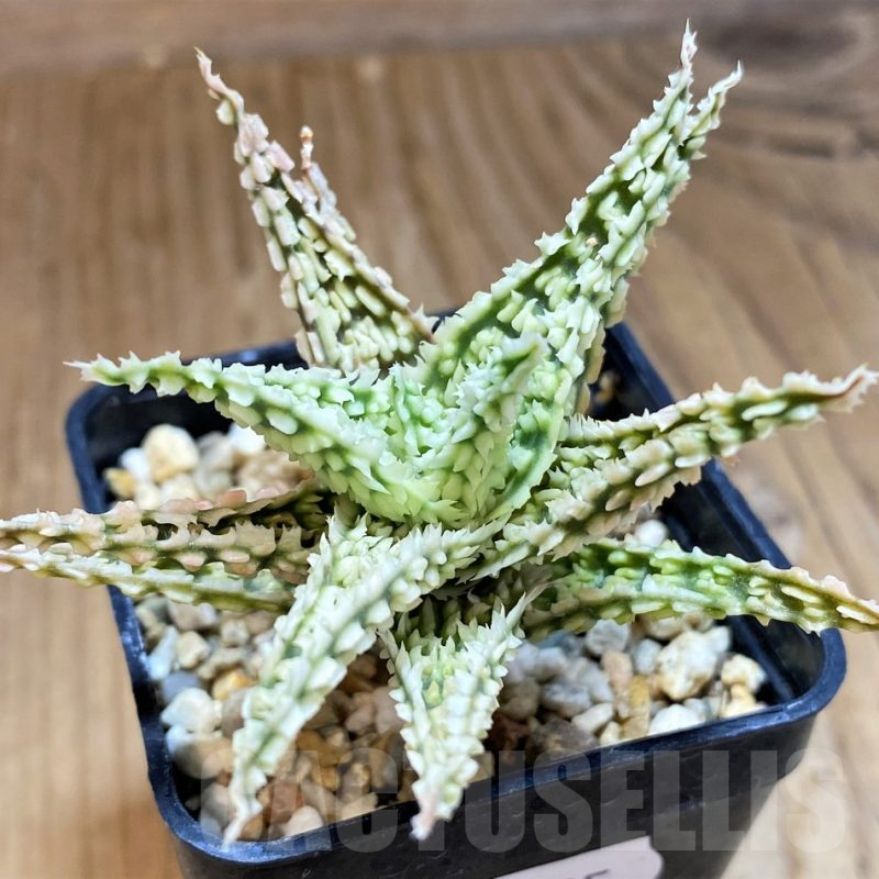 SH11395 Aloe TCT hybrid