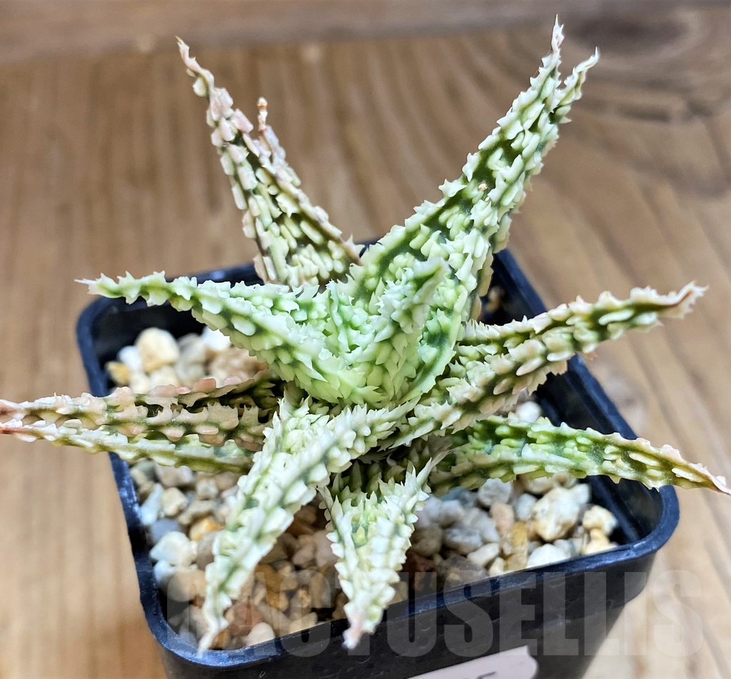SH11395 Aloe TCT hybrid