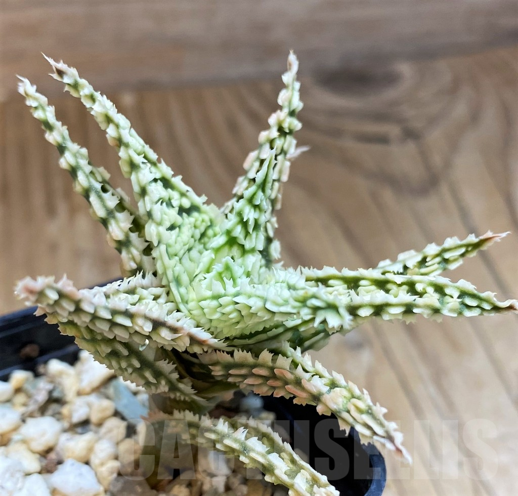 SH11395 Aloe TCT hybrid - Image 2