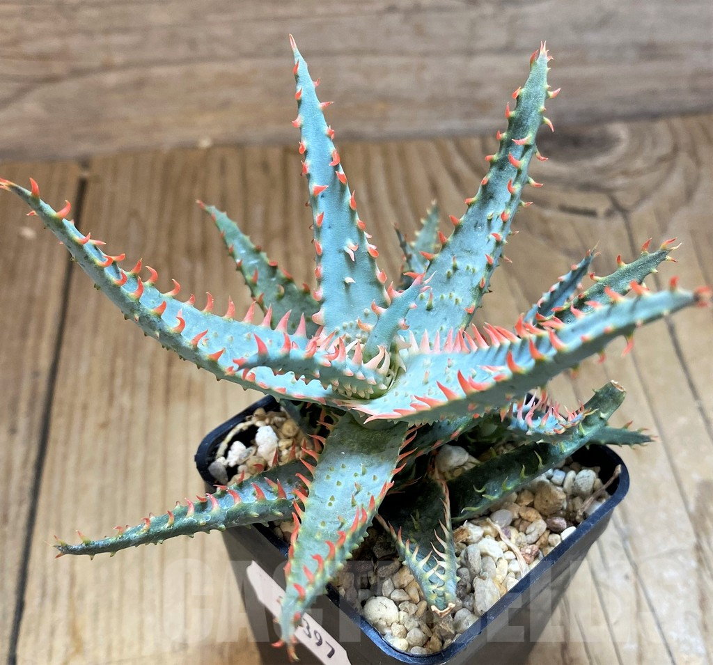 SH11397 Aloe TCT hybrid - immagine 2