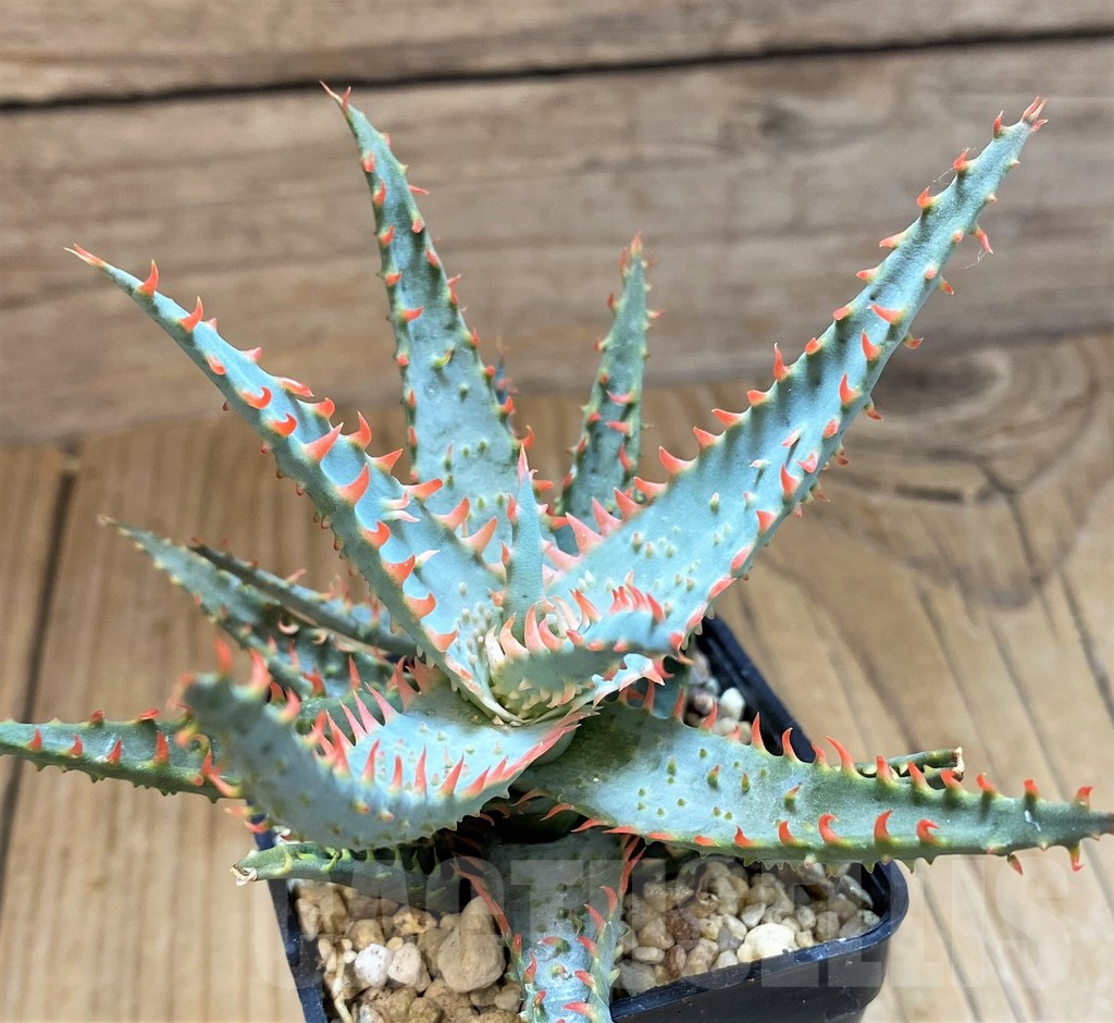 SH11397 Aloe TCT hybrid