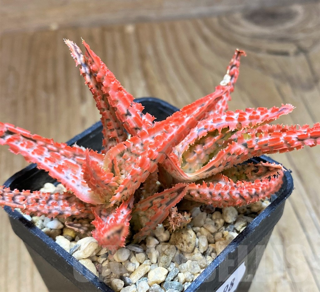 SH11398 Aloe TCT hybrid – Bild 2