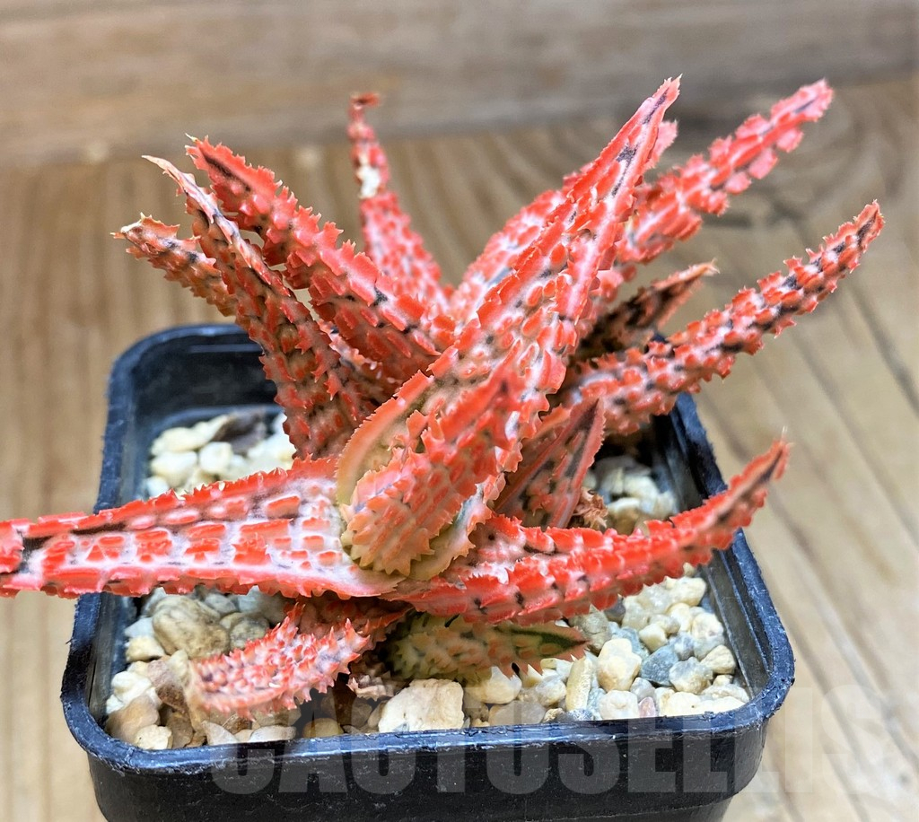 SH11398 Aloe TCT hybrid