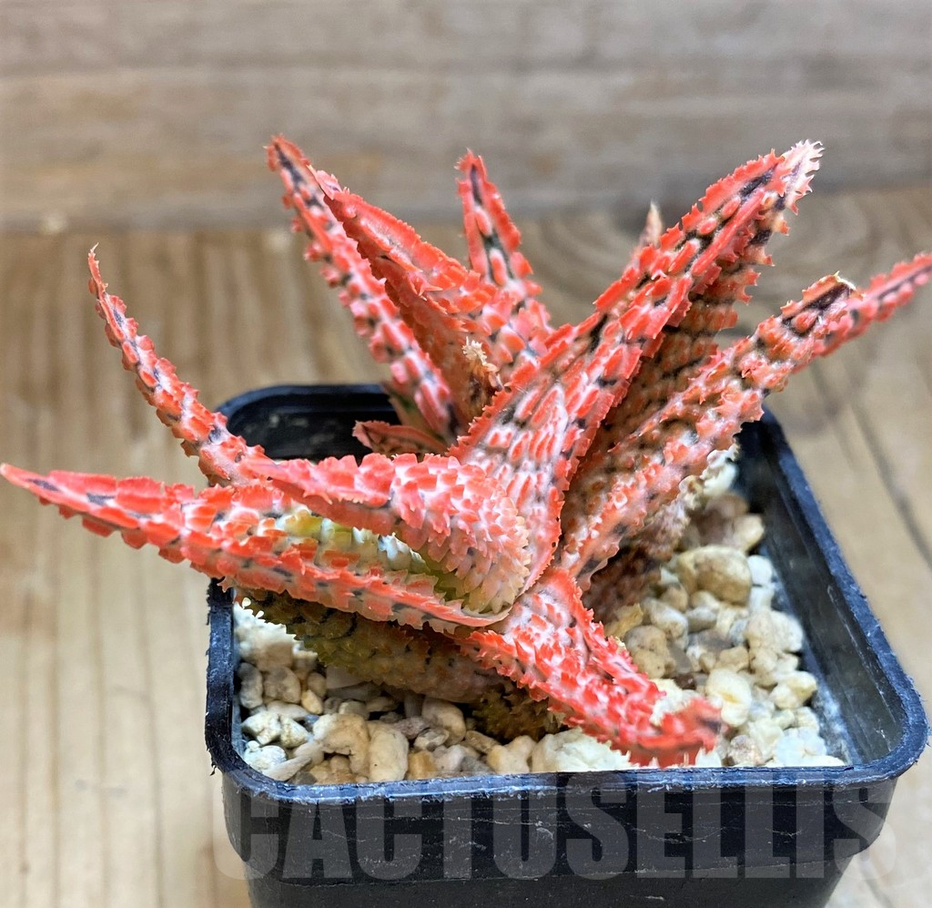 SH11398 Aloe TCT hybrid – Bild 3