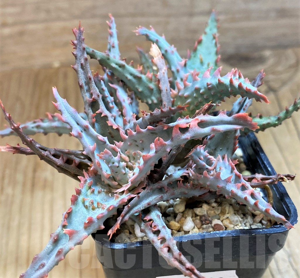 SH11399 Aloe TCT hybrid - Image 2