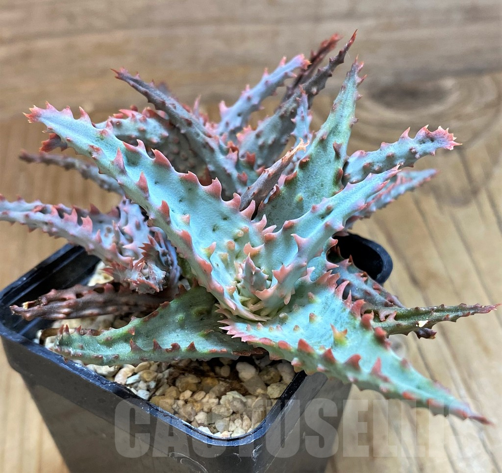 SH11399 Aloe TCT hybrid