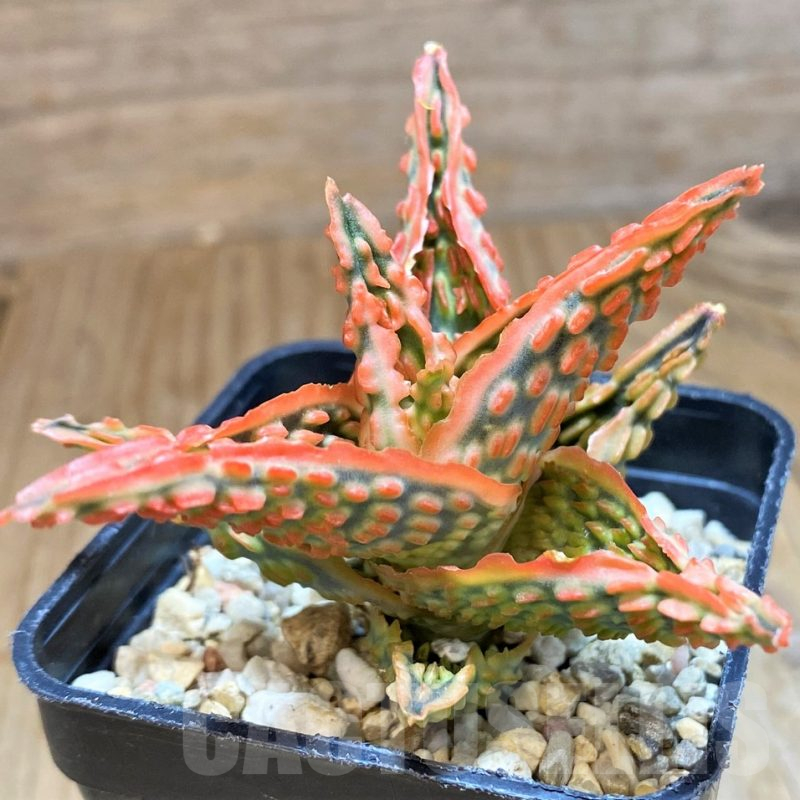SH11400 Aloe TCT hybrid