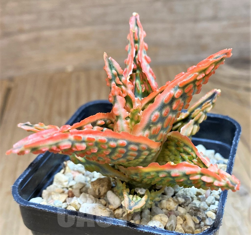 SH11400 Aloe TCT hybrid