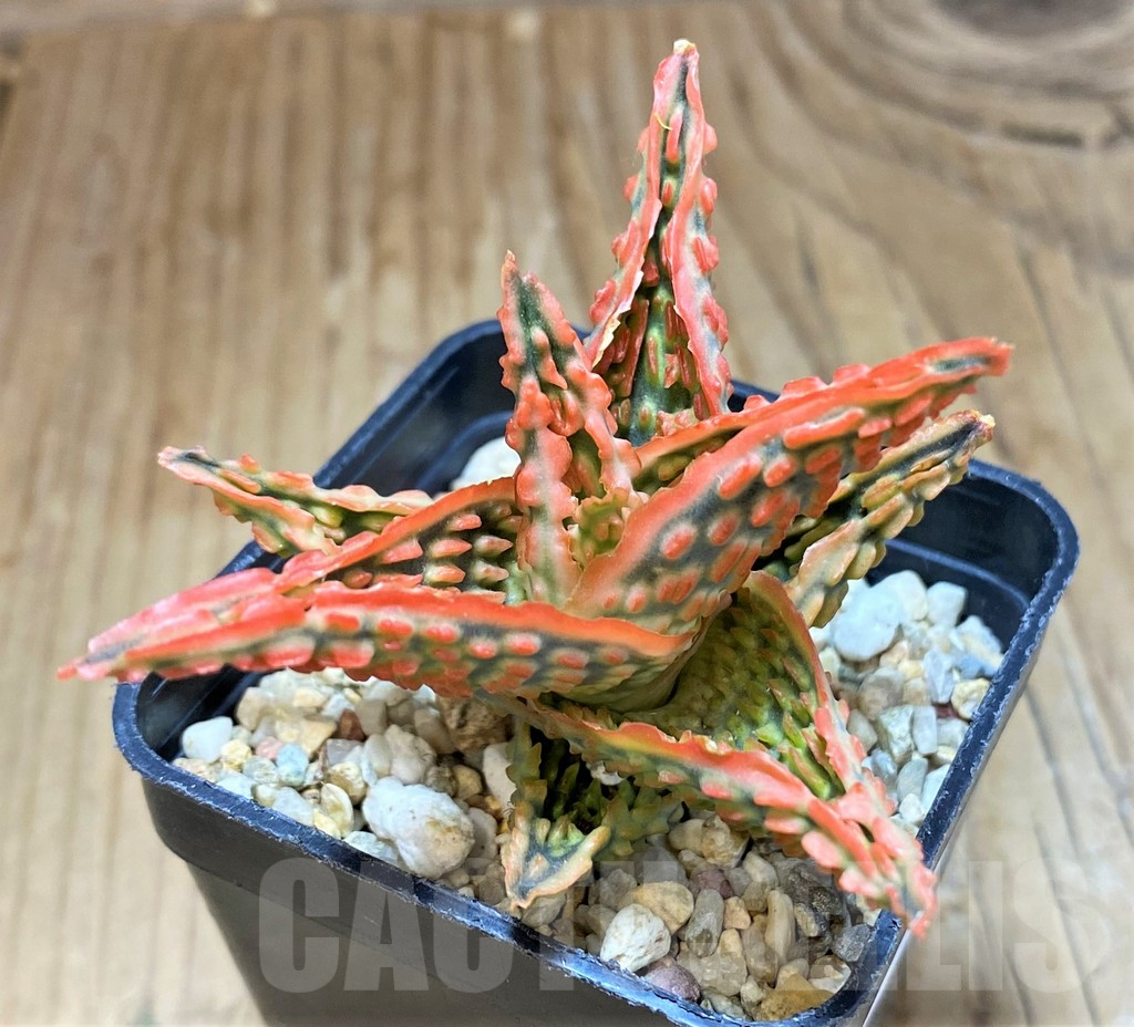 SH11400 Aloe TCT hybrid - Image 2