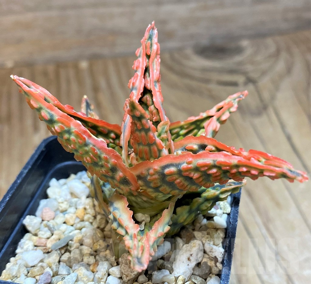 SH11400 Aloe TCT hybrid - Image 3