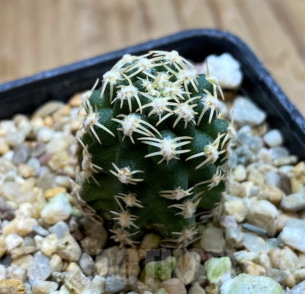 SH11352 Pygmaeocereus bieblii, own roots