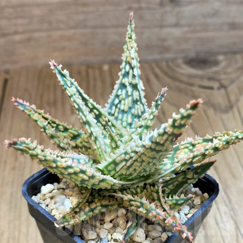 SH11402 Aloe TCT hybrid