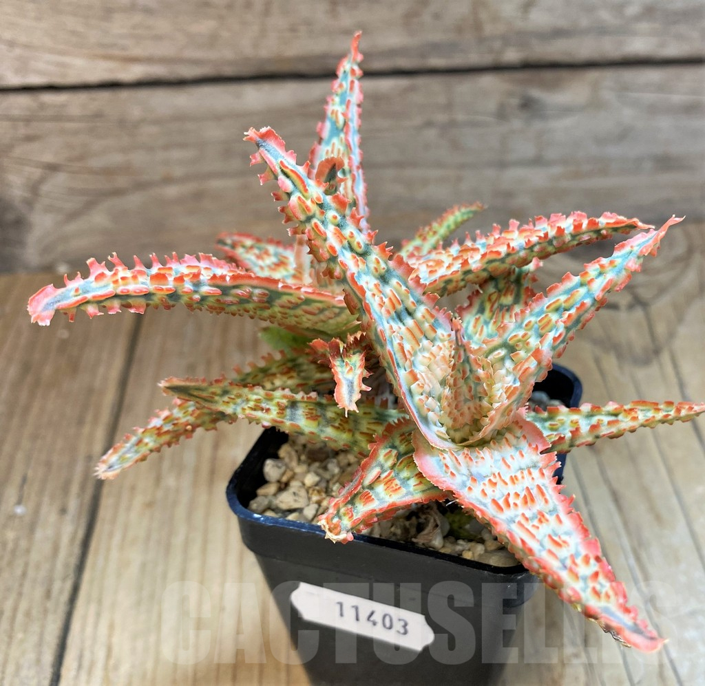 SH11403 Aloe TCT hybrid – Bild 2